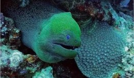 海洋最新爆料,揭秘海洋最新发现与奇观