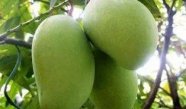 芒果最新爆料深圳网友,芒果最新爆料揭秘幕后真相