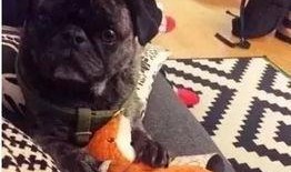 巴哥最新爆料,娱乐圈最新爆料大起底